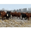 Image 6 : Church Ranches - 688# March Delivery Heifers - 47 Head (Cochrane, AB)