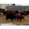 Image 4 : S5 Cattle Corp. - 35 Red Angus/Simmental X Replacement Heifers (Sedgewick, AB)