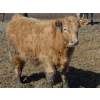 Image 22 : Justin & Kryston Tateson - 900# March Delivery Weaned Steers - 200 Head (Scandia, AB)