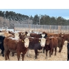 Image 2 : Hines Ranching - 850# Dec/Jan Delivery Yearling Heifers - 72 Head (Marwayne, AB)