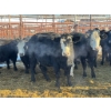 Image 2 : Crooked Creek Ranch - 12 Second Calvers (Pen 402A)