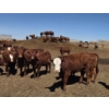 Image 2 : Amber Mountain Farms - 660# May Delivery Heifers - 128 Head (Vauxhall, AB)