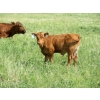 Image 8 : Colter Malloy - 540# November Delivery Steer Calves - 80 Head (Pollockville, AB)