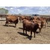 Image 5 : Lone Star Cattle Co. - 980# June Delivery Heifers - 215 Head (Strathmore, AB)