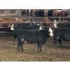Image 5 : L&C Withage - 12 BBF Replacement Heifers (Monarch, AB)