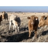 Image 2 : Kelndorfer Farms - 675# November Heifer Calves - 50 Head (Killam, AB)