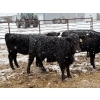 Image 3 : Chris, Debbie & Dwayne Wimmer - 615# March Delivery Heifers - 85 Head (Lundar, MB)
