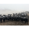 Image 3 : Shark Farms - 750# March Delivery Steers - 170 Head (Nanton, AB)