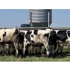 Image 3 : Camrose Colony - 515# August Delivery Holstein Steers - 20 Head (Camrose, AB)