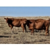 Image 9 : Osadczuk Cattle Co. (Brad & Elaine Osadczuk) - 250 Red Cows *HERD REDUCTION*