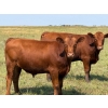 Image 2 : Riverbend Ranch - 1080# September Delivery Grass Steers - 225 Head (Coronation, AB)