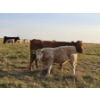 Image 5 : Bruce & Derek Christensen - 720# November Delivery Steer Calves - 80 Head (Rainier, AB)
