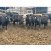 Image 1 : Wade Fewings - 850# April Delivery Steers - 70 Head (Pierson, MB) VBP+