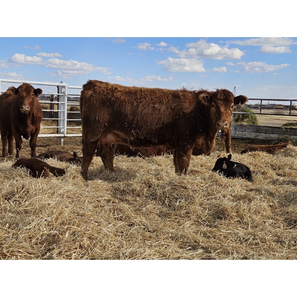 Rolling N Ranches (Nolan & Amanda Osadczuk) - 5 RBF/RWF Heifer Pairs (Pen F8)