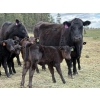 Image 3 : Kingsclere Ranch - 40 Angus X Pairs (Parsons, BC)