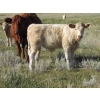Image 7 : Ernie, Kathy & Kyle Lee - 615# October Delivery Steer Calves - 95 Head (Hanna, AB)