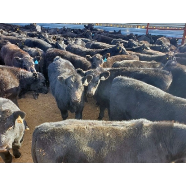 Layton Rosin Ranching - 550# October Delivery Steer Calves - 100 Head (Hanna, AB)
