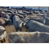 Image 1 : Layton Rosin Ranching - 550# October Delivery Steer Calves - 100 Head (Hanna, AB)