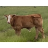 Image 3 : Edge-Hughes Cattle Co. - 550# October Delivery Steer Calves - 90 Head (Cochrane, AB)