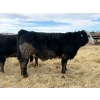 Image 3 : Rose Creek Ranch - 1040# April Delivery Steers - 120 Head (Alder Flats, AB) 
