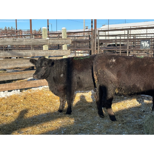 Crooked Creek Ranch - 2 Second Calvers (Pen 416)