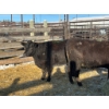 Image 1 : Crooked Creek Ranch - 2 Second Calvers (Pen 416)