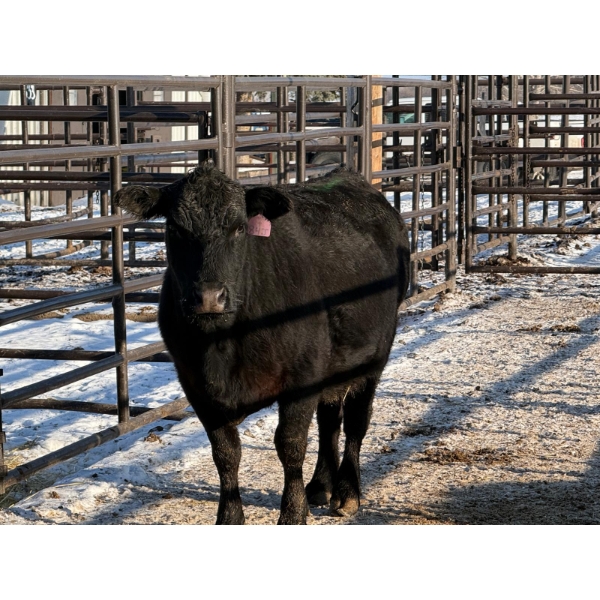 6S Family Farm - 1 Young Cow (Pen 516C)