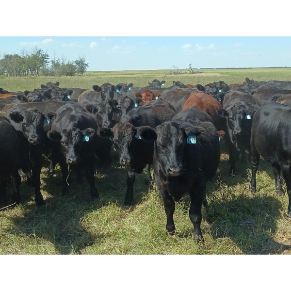 JT Cholin Farms - 800# September Delivery Grass Heifers - 75 Head (Biggar, SK)