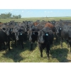 Image 1 : JT Cholin Farms - 800# September Delivery Grass Heifers - 75 Head (Biggar, SK)