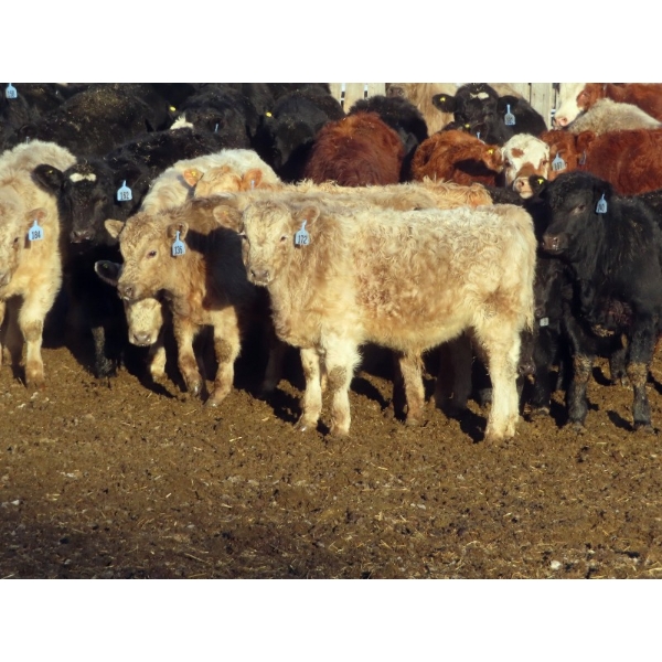 Willowside Ranch - 615# March Delivery Steers - 57 Head (Vibank, SK)