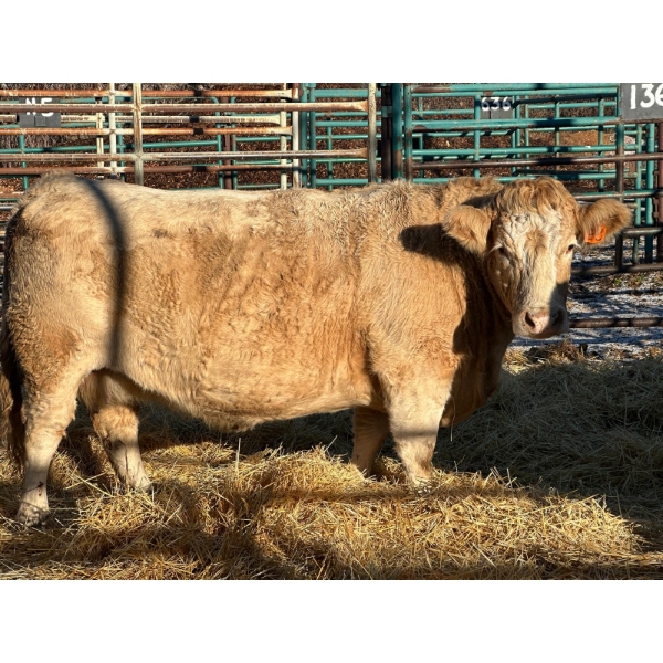 Clayton McDonald - 1 Middle-Aged Cow (Pen 136)