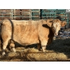 Image 1 : Clayton McDonald - 1 Middle-Aged Cow (Pen 136)