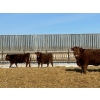 Image 2 : 6U Cattle Company - 850# March Delivery Heifers - 75 Head (Manning, AB)