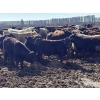 Image 4 : Rice Farms - 960# May Delivery Steers - 124 Head (Lacombe, AB)