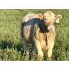 Image 8 : Darcy, Colton & Blake Reinhardt - 700# October Delivery Steer Calves - 88 Head (Nightingale, AB)