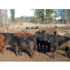 Image 10 : Fridlington Family Farms - 675# March Delivery Heifers - 243 Head (Kersley, BC)