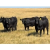 Image 1 : Boggy Springs Ranch - 26 Black Bred Heifers (Maple Creek, SK)