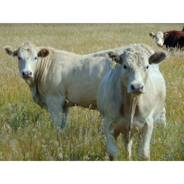 Riverbend Ranch - 1040# September Delivery Grass Steers - 200 Head (Coronation, AB)