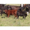 Image 7 : Hebert Livestock Ventures - 760# February Delivery Weaned Steers - 240 Head (Wawota, SK) VBP+