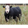 Image 8 : Leib Farm & Ranch Ltd. - 715# November Delivery Steer Calves - 85 Head (Southey, SK)
