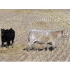 Image 8 : Strickland Cattle Co. - 535# November Steer Calves - 75 Head (Milestone, SK)