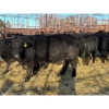 Image 2 : Crooked Creek Ranch - 9 Second Calvers (Pen 519B)