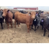 Image 5 : Lazy B Farm & Ranch - 975# August Delivery Heifers - 130 Head (Linden, AB)
