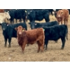 Image 9 : Duane & Austin Ashbacher - 775# February Delivery Steers - 80 Head (Arrowwood, AB)