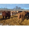 Image 4 : Rice Farms - 950# January Weaned Steers - 124 Head (Lacombe, AB) 
