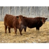 Image 10 : Winn Man Farms - 780# March Delivery Steers - 78 Head (Winnipegosis, MB)