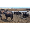 Image 9 : Cattlewood Farms Ltd. - 670# July Delivery Heifers - 90 Head (Fincastle, AB)