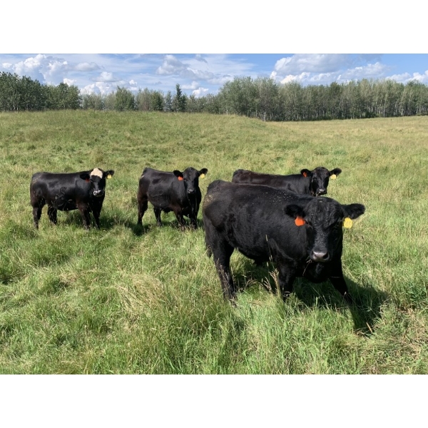 Lone Star Cattle Co. - 1030# Sept/Oct Delivery Grass Steers - 360 Head (Buck Lake, AB)