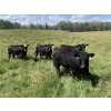 Image 1 : Lone Star Cattle Co. - 1030# Sept/Oct Delivery Grass Steers - 360 Head (Buck Lake, AB)