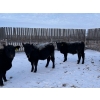 Image 4 : Vern Campbell - 900# December Delivery Yearling Steers- 50 Head (North Battleford, SK)